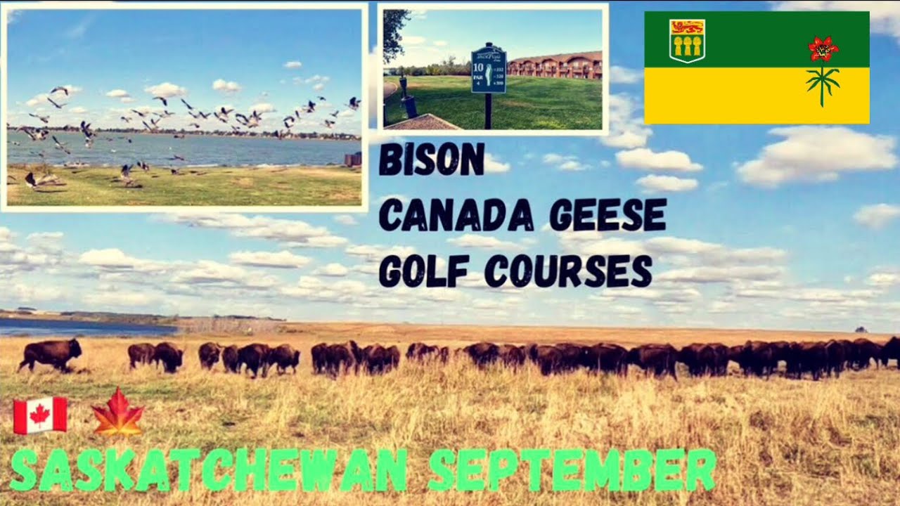 Late September in North Battleford, Saskatchewan | Bison, Canada Geese, Golf Courses, Gravel Roads