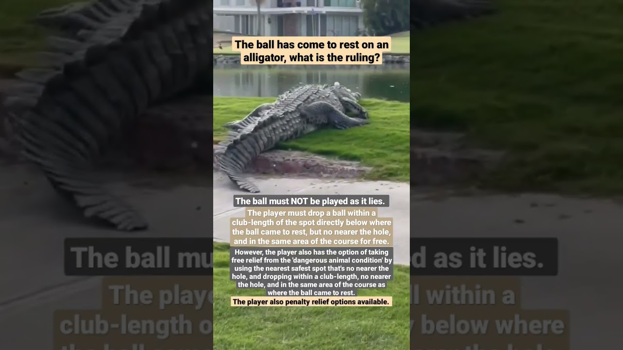 Ball-Comes-to-Rest-on-Alligator-Golf-Rules-Explained.jpg