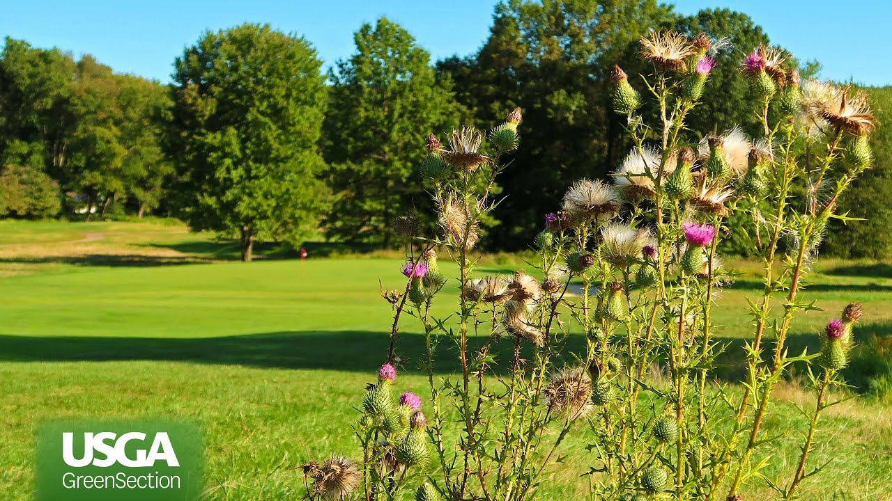 The-Basics-of-Golf-Course-Weed-Control.jpg