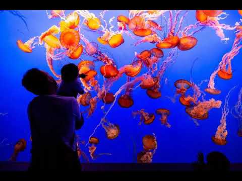 Visit-the-Aquarium-and-Cannery-Row-Next-Door-in-Monterey.jpg