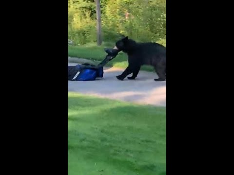 'I can't f***ing believe that!' Bear runs off with golf clubs