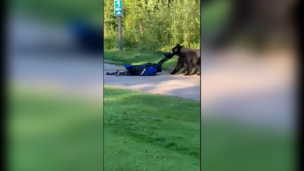 BC-bear-steals-golf-clubs.jpg