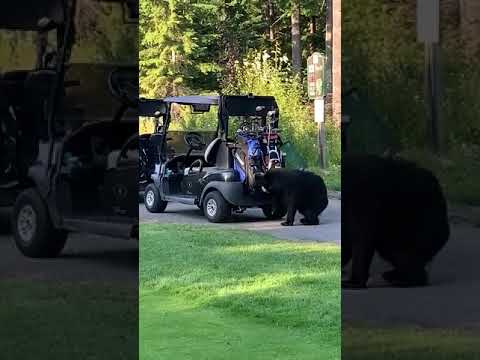 Bear-Steals-Golf-Clubs.jpg