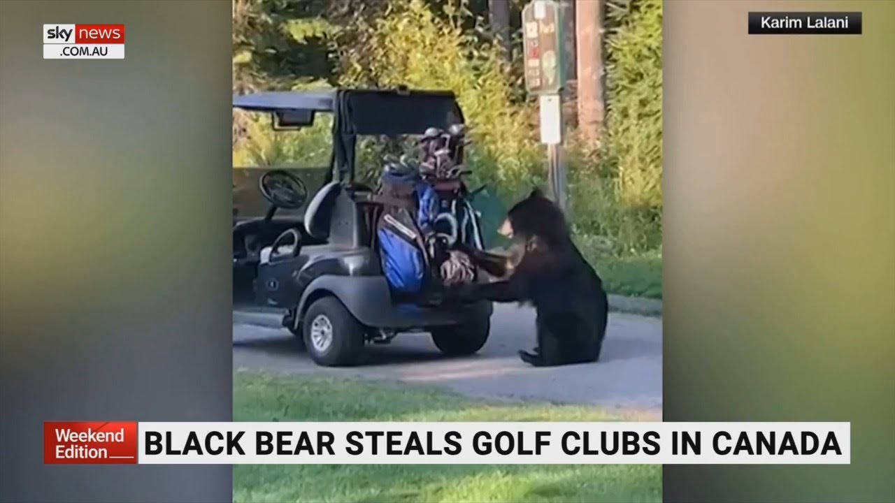 Black-bear-steals-golf-clubs.jpg