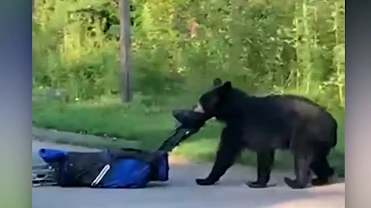 CAUGHT-ON-CAMERA-Bear-tries-to-steal-golfers-clubs.jpg