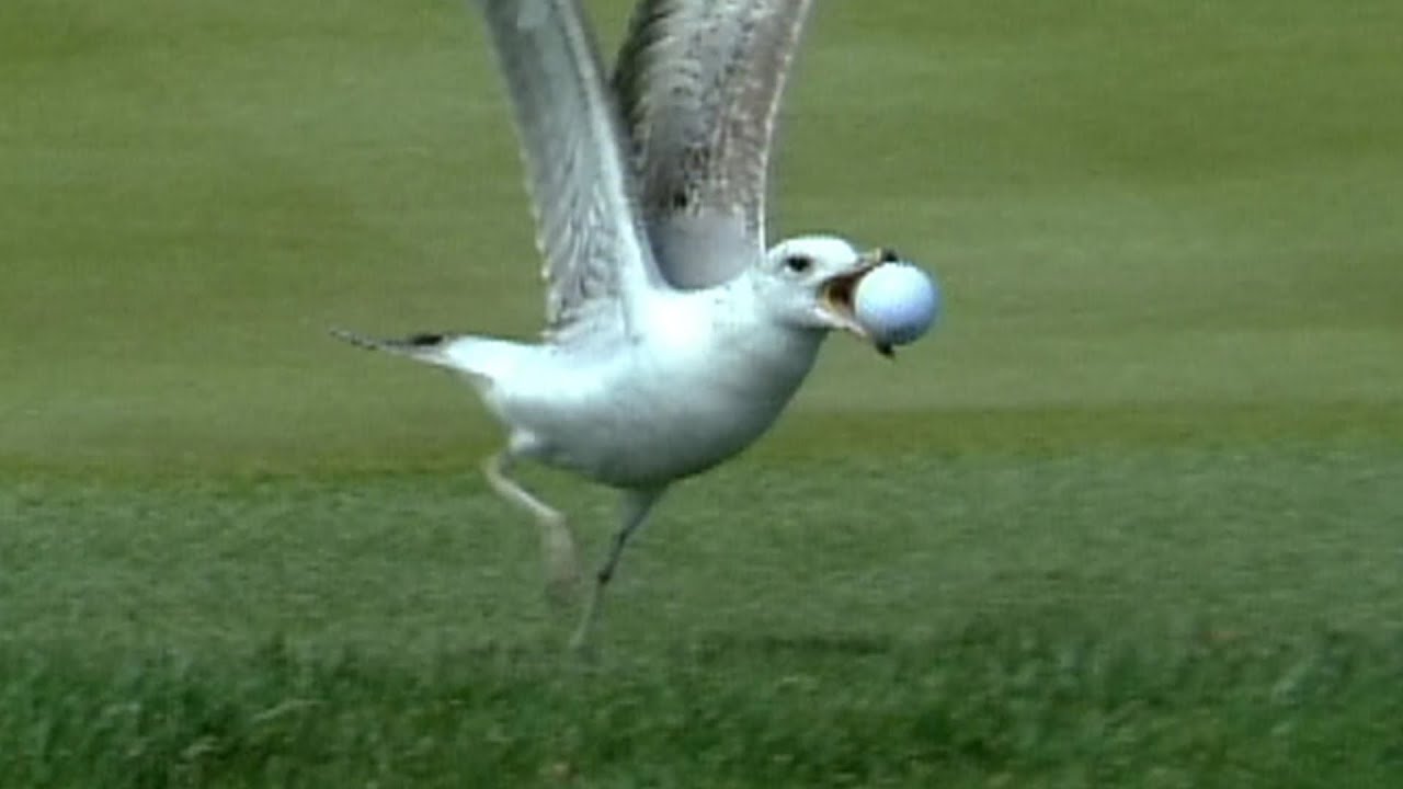 Seagull-steals-ball-on-No-17-at-THE-PLAYERS-in.jpg