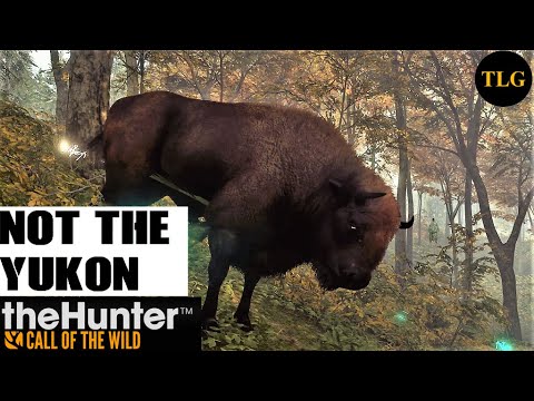 The-Hunter-call-of-the-wild-Bison.jpg
