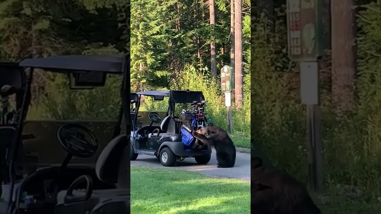 When-Nature-Gets-Curious-Black-Bear39s-Golf-Club-Bag-Heist.jpg